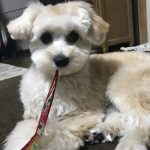 我が家のマルプーのトリミング事情