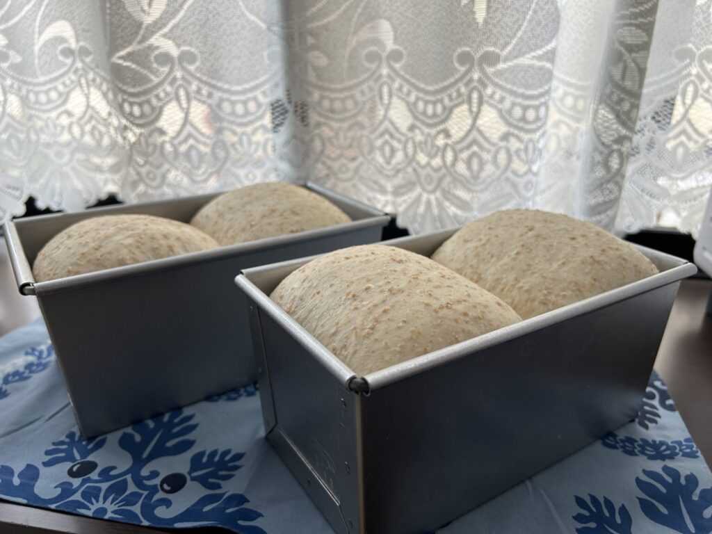 育てた酵母で発酵