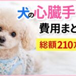 【実体験】犬の僧帽弁閉鎖不全症手術費用まとめ｜初診〜手術・退院までの総額