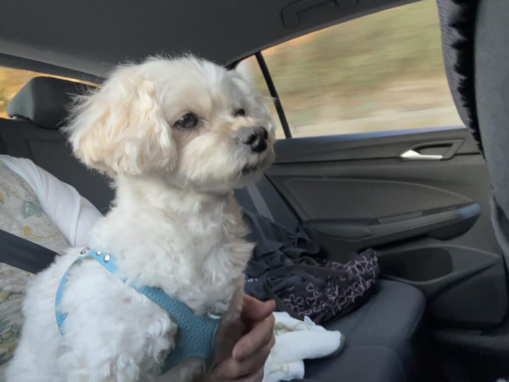 病院へ向かう緊張のおももちの愛犬