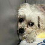 【犬の僧帽弁閉鎖不全症】術後1日目の面会｜ICUでの様子と回復経過を記