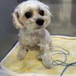 犬の僧帽弁手術後2日目｜血液検査の結果と回復の様子【面会レポ】