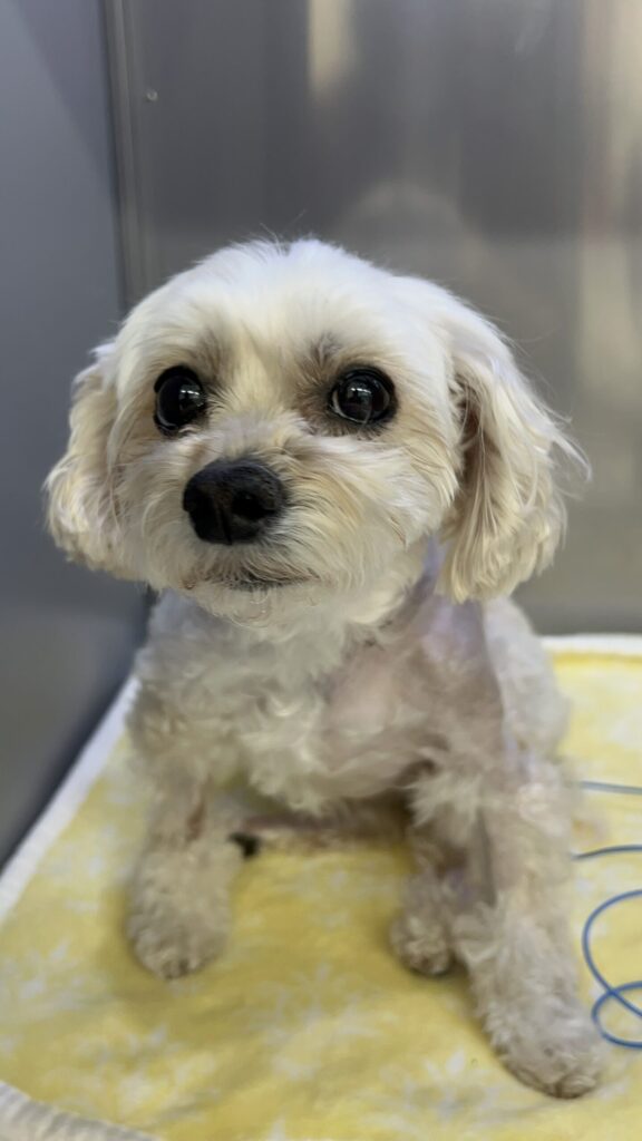 目に一層輝きが感じられる仔犬