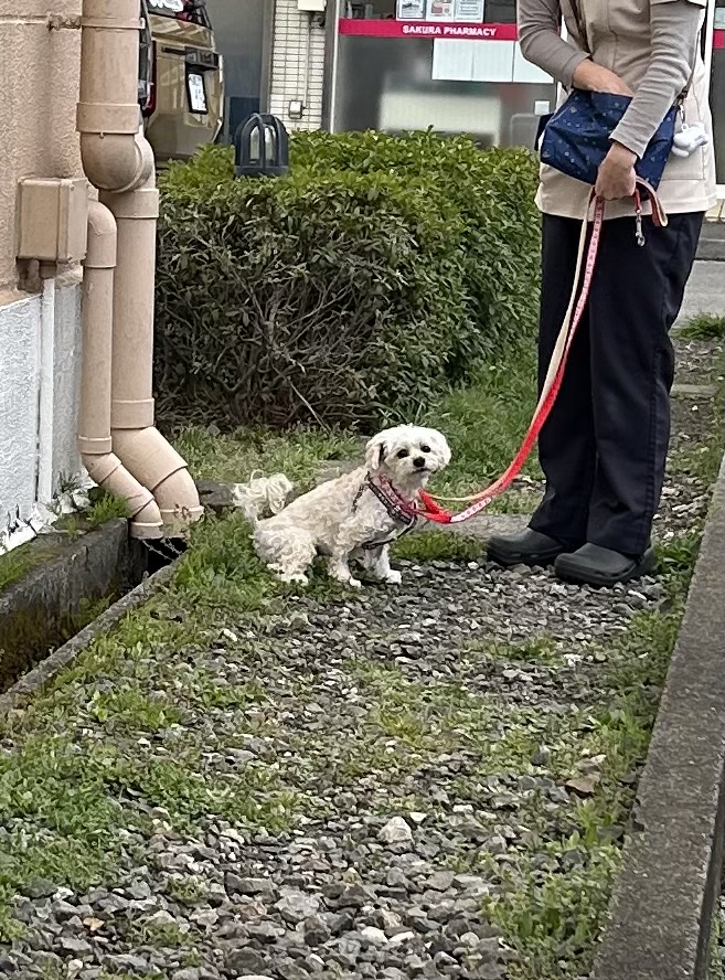 犬 僧帽弁手術後 散歩中の様子 外で歩く小型犬