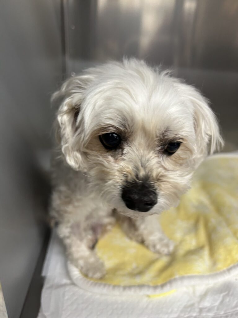 犬 手術後3日目 顔アップ 回復中の様子 小型犬