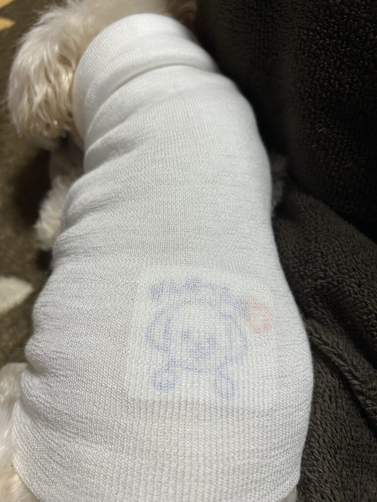 犬 手術後 術後服 白い胴着 傷口保護 僧帽弁閉鎖不全症 手術後のケア