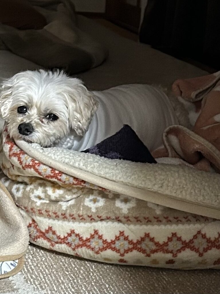 退院して自分の寝床でくつろぐ小型犬 ララ