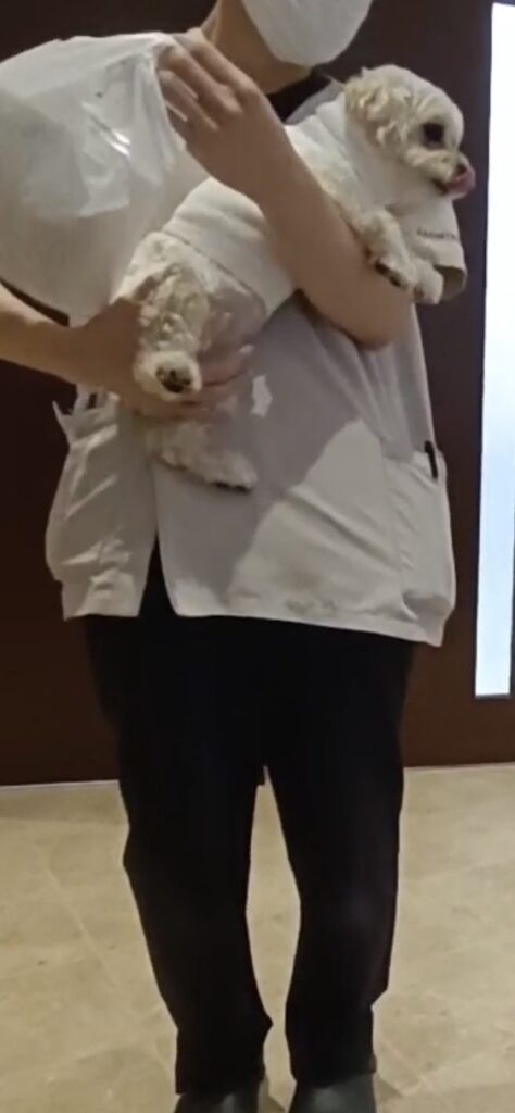 犬 手術後 退院 再会 抱っこされている様子