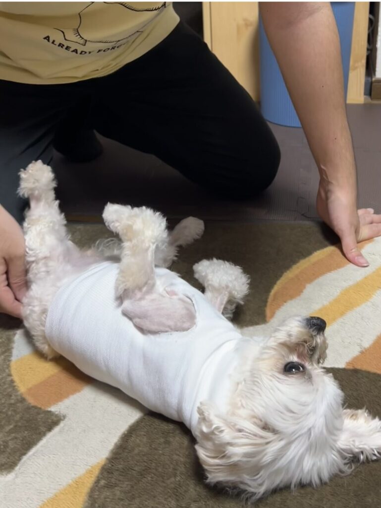 犬 手術後 自宅で安心してお腹を見せる へそ天 ポーズ 小型犬