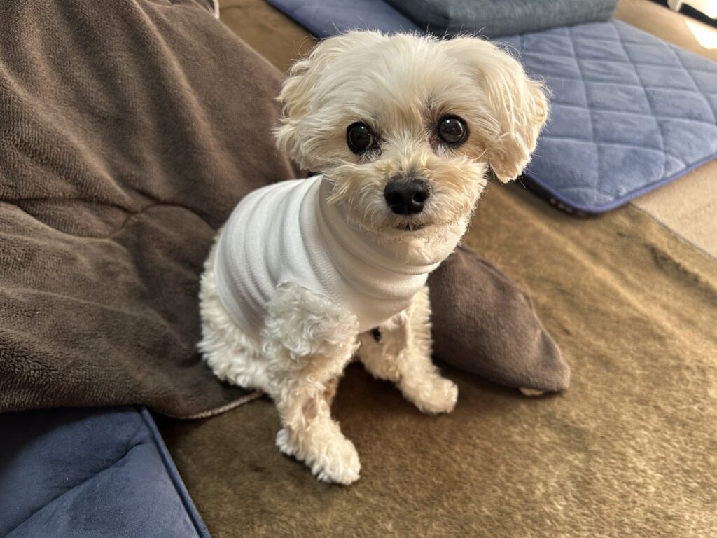 術後少しずつ元気になっているマルプー