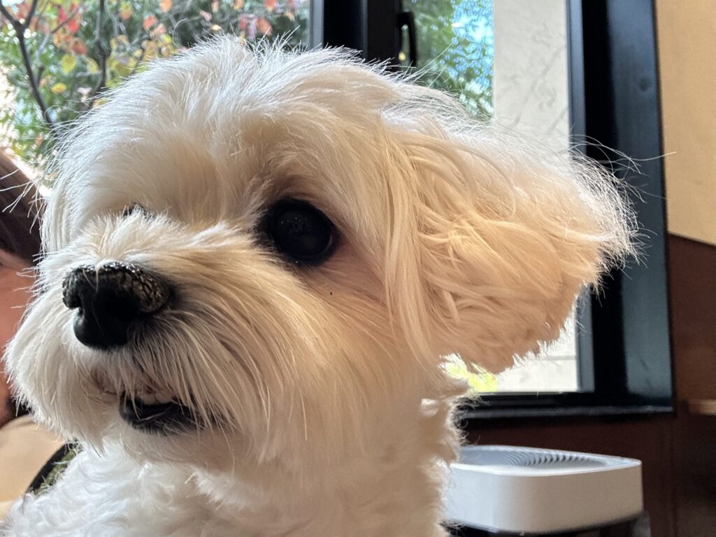 僧帽弁閉鎖不全症で訪れたJasmineどうぶつ総合医療センター