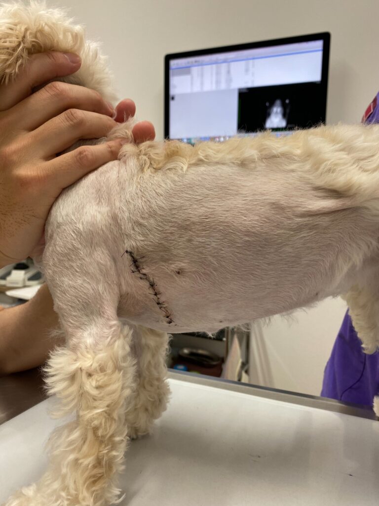犬の僧帽弁手術後の傷跡と抜糸前の状態（ララ）