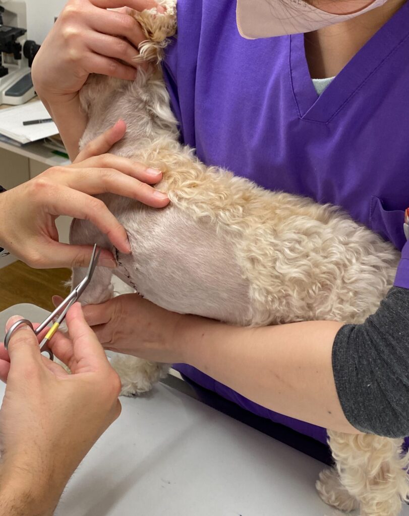 犬の抜糸中の様子（僧帽弁手術後・動物病院での処置）