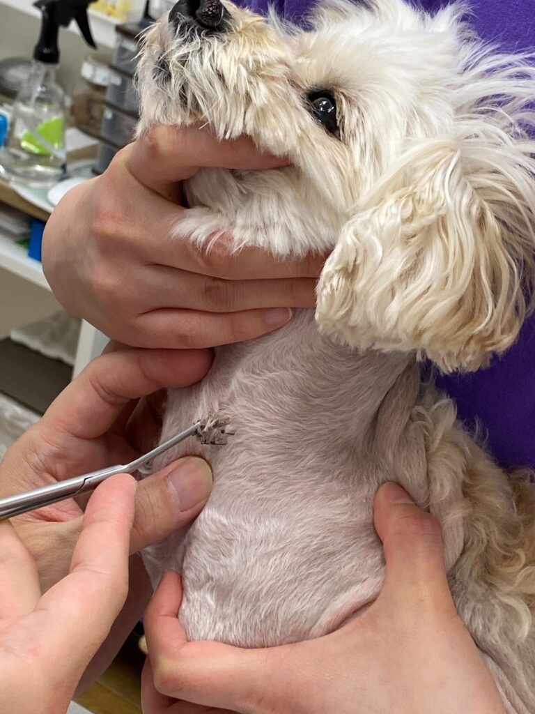 犬の抜糸中の様子（僧帽弁手術後・動物病院での処置）