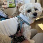 【術後経過】ララの抜糸＆血液検査｜驚きの回復と体重管理の記録